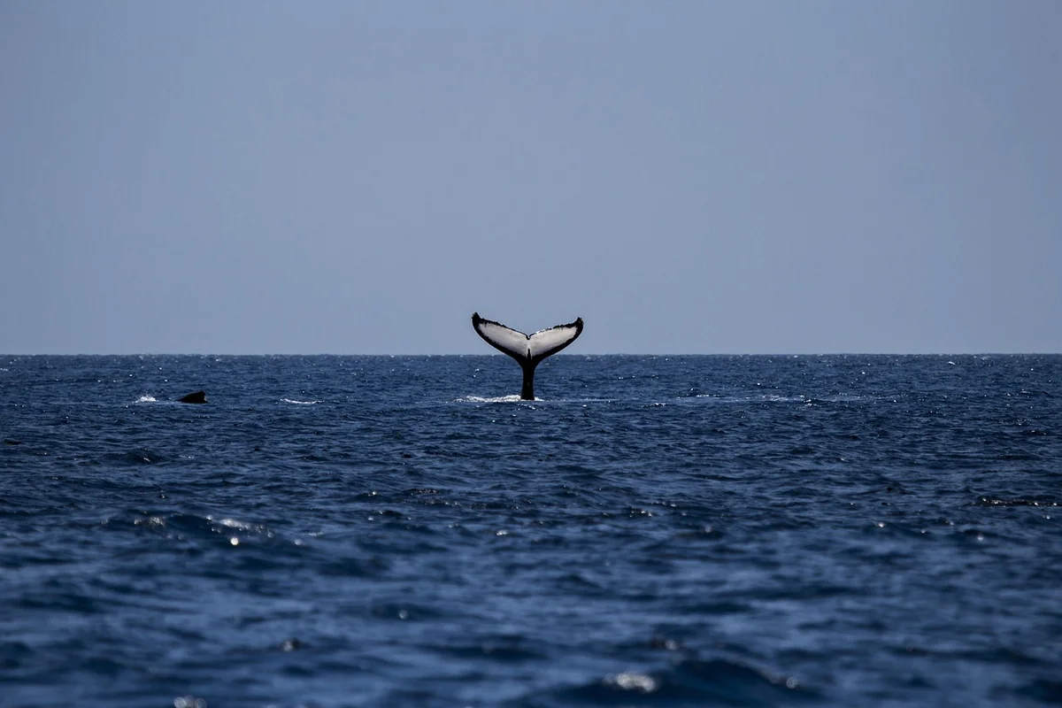 Quand observer les baleines en Méditerranée ?