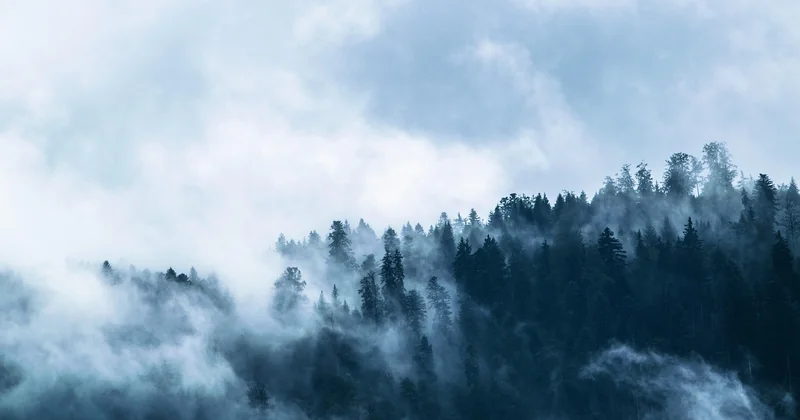Où dormir dans une cabane dans les arbres : quel type de forêt pour quel type d'expérience