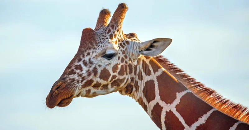 Quel objectif pour safari photo, et faut-il vraiment tout acheter ?